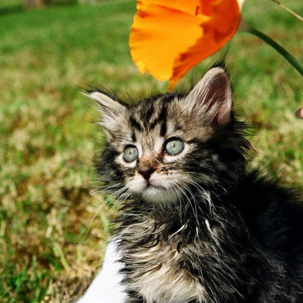 Meet your Posher, Tanya